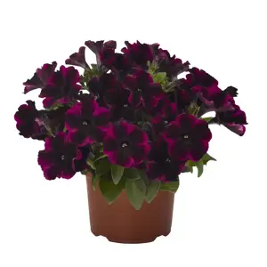 Petunia 'Johnny Flame' - image 4