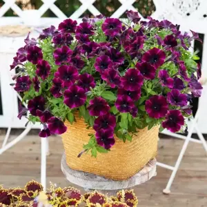 Petunia 'Johnny Flame' - image 3