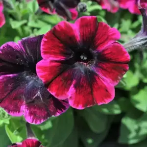 Petunia 'Johnny Flame' - image 1