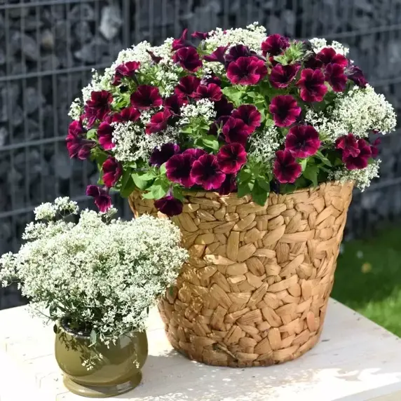 Petunia 'Johnny Flame' - image 2