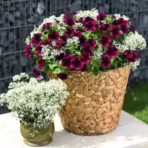 Petunia 'Johnny Flame' - image 2