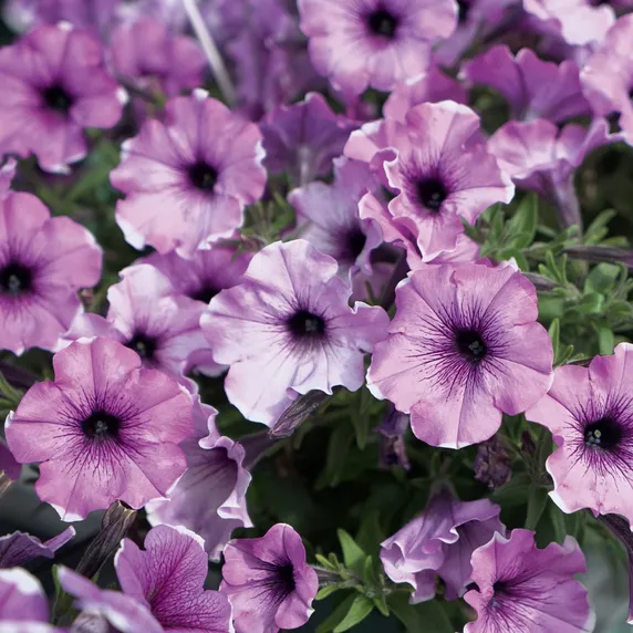 Picture - Selecta One