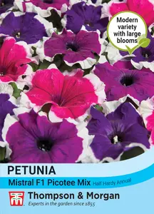 Petunia Mistral F1 Picotee Mix Seeds - image 1