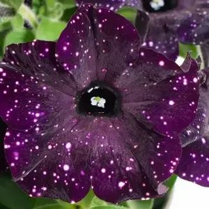 Petunia 'Mystery Sky'