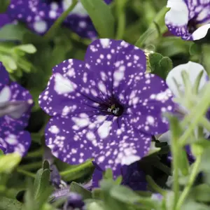Petunia 'Night Sky' - image 2