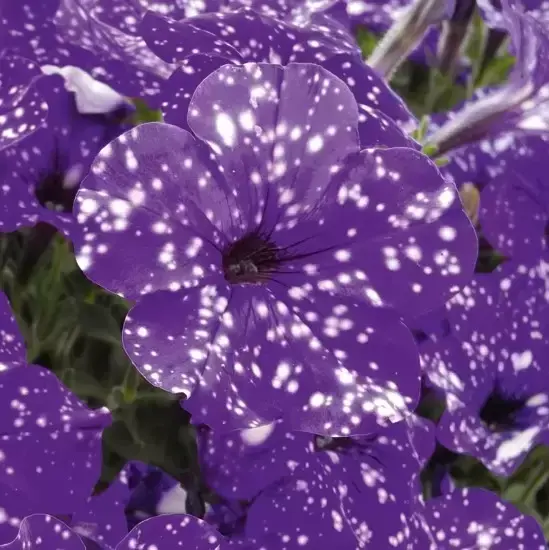 Petunia 'Night Sky' - image 1