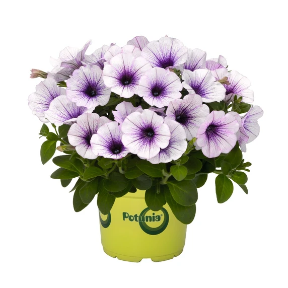 Petunia 'Potunia® Piccola Blue Ice' - image 1