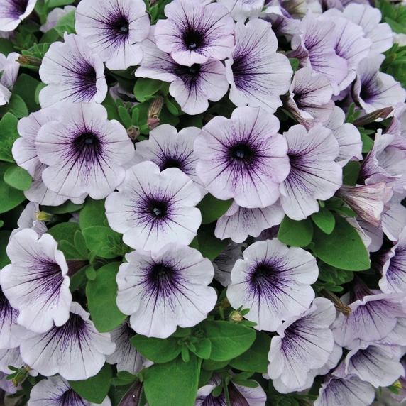 Petunia 'Potunia® Piccola Blue Ice' - image 2