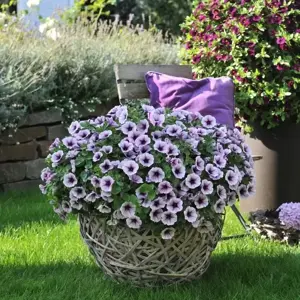Petunia 'Potunia® Piccola Blue Ice' - image 3