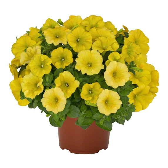 Petunia 'Potunia® Piccola Canary Yellow'