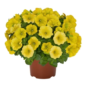 Petunia 'Potunia® Piccola Canary Yellow'
