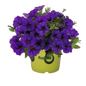 Petunia 'Potunia® Piccola Cobalt Blue'