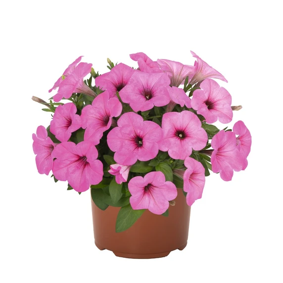 Petunia 'Potunia® Piccola Pinkalicious'