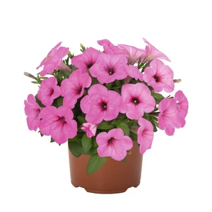 Petunia 'Potunia® Piccola Pinkalicious'