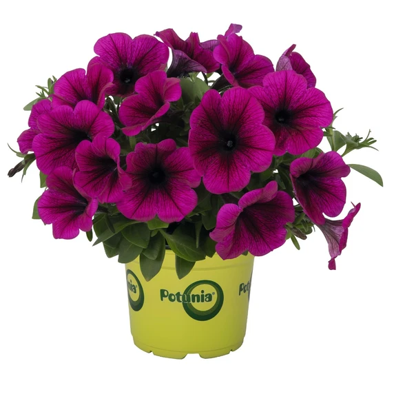 Petunia 'Potunia® Piccola Purple'