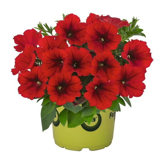 Petunia 'Potunia® Piccola Red'