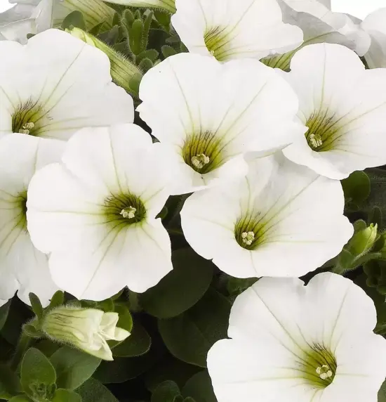 Petunia 'Potunia® Piccola White' - image 2
