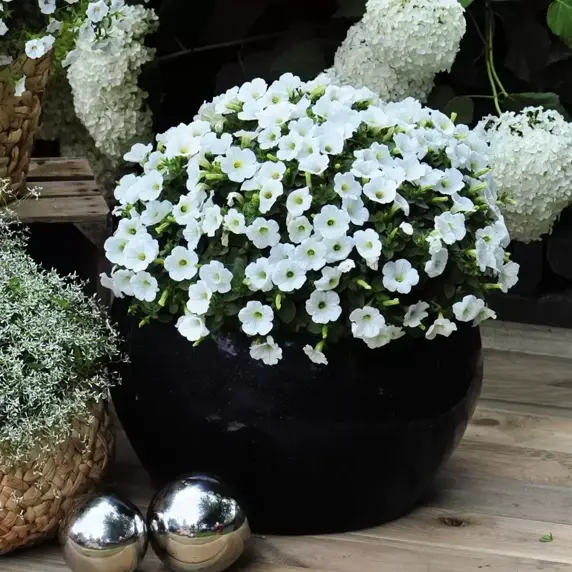 Petunia 'Potunia® Piccola White' - image 3