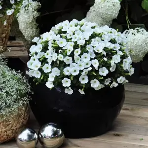Petunia 'Potunia® Piccola White' - image 3