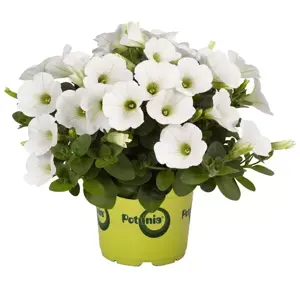 Petunia 'Potunia® Piccola White' - image 1