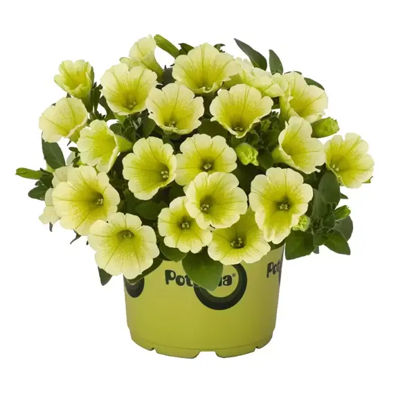 Petunia 'Potunia® Piccola Yellow'