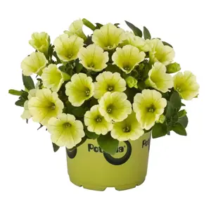Petunia 'Potunia® Piccola Yellow'
