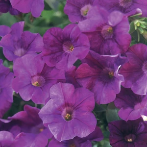 Picture - Proven Winners