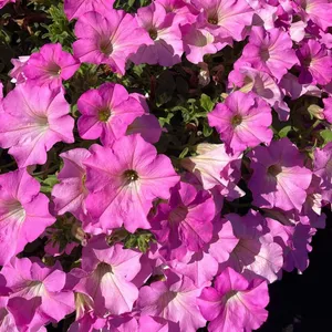 Petunia 'Surfinia Big Pink'