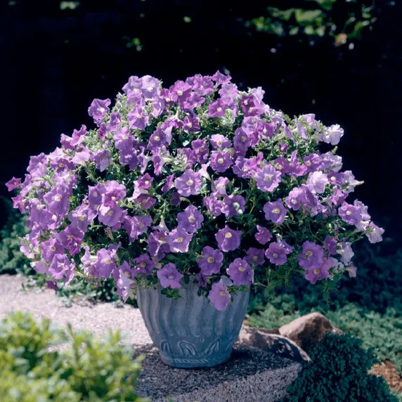 Petunia 'Surfinia Blue Sky'