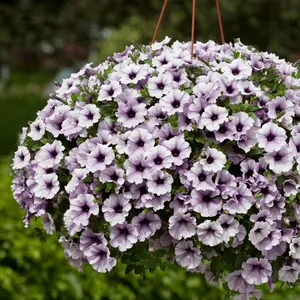 Petunia 'Surfinia Blue Vein'