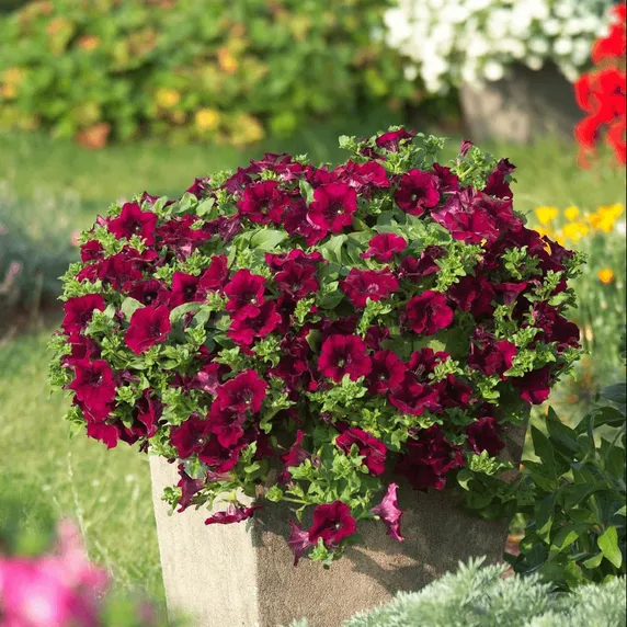 Petunia 'Surfinia Burgundy'