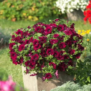 Petunia 'Surfinia Burgundy'