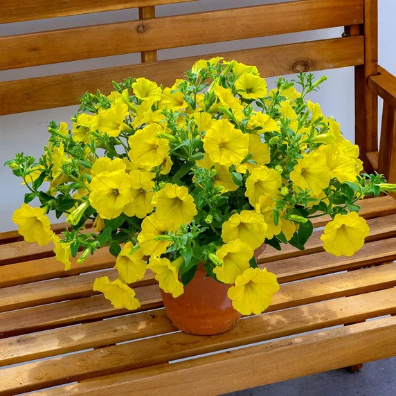 Petunia 'Surfinia Dark Yellow'