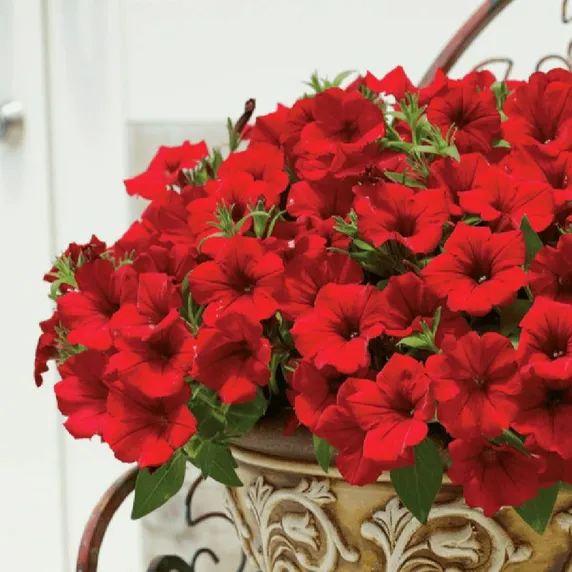 Petunia 'Surfinia Deep Red'
