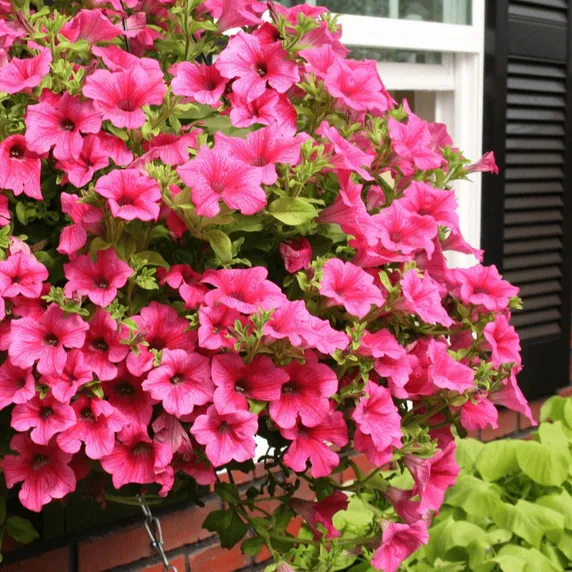 Petunia 'Surfinia Hot Pink'