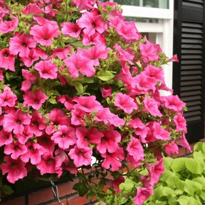 Petunia 'Surfinia Hot Pink'