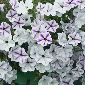 Picture - Selecta One