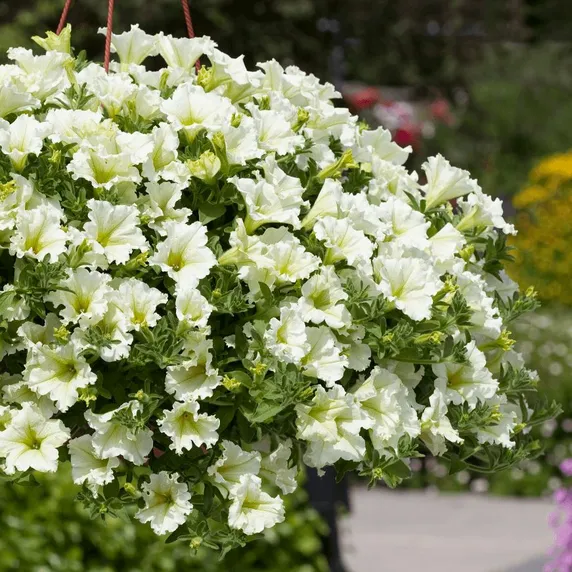 Petunia 'Surfinia Lime'