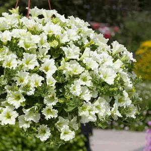 Petunia 'Surfinia Lime'