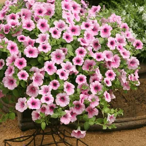 Petunia 'Surfinia Pink Vein'