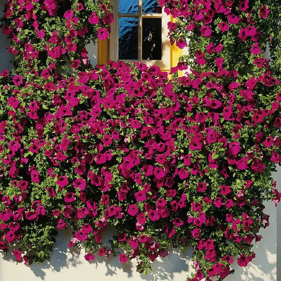 Petunia 'Surfinia Purple'