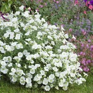 Petunia 'Surfinia Snow'
