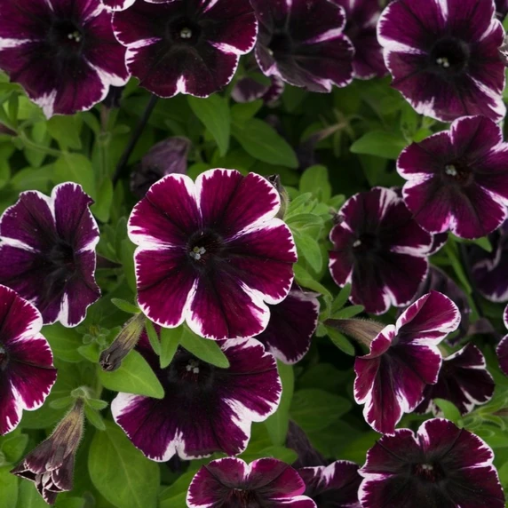 Picture - Dummen Orange