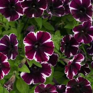 Picture - Dummen Orange