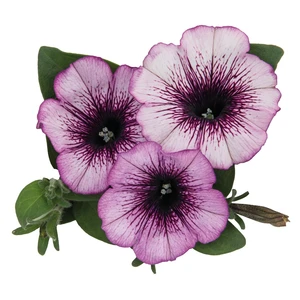 Petunia Sweetunia 'Raspberry Gem'