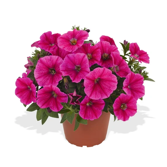 Petunia Sweetunia 'Rose Gem' - image 1
