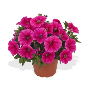 Petunia Sweetunia 'Rose Gem' - image 1