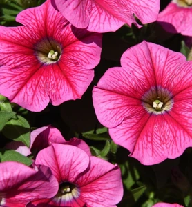 Petunia Sweetunia 'Rose Gem' - image 2