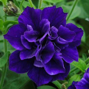 Picture - Kerley & Co