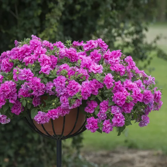 Picture - Kerley & Co